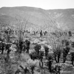 Thumbnail of ULTRAVIOLET ANZA BORREGO AUG25 2018 (77) FINAL 01